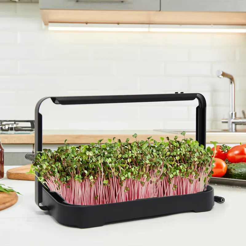 Hydroponic Kit - Taca hydroponiczna do uprawy mikrolistków w