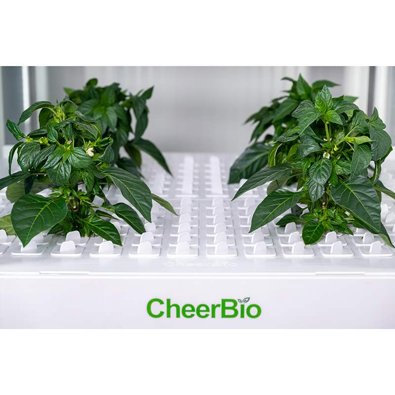 Nowy inteligentny system sadze – Hydroponic Kit recenzja i cena